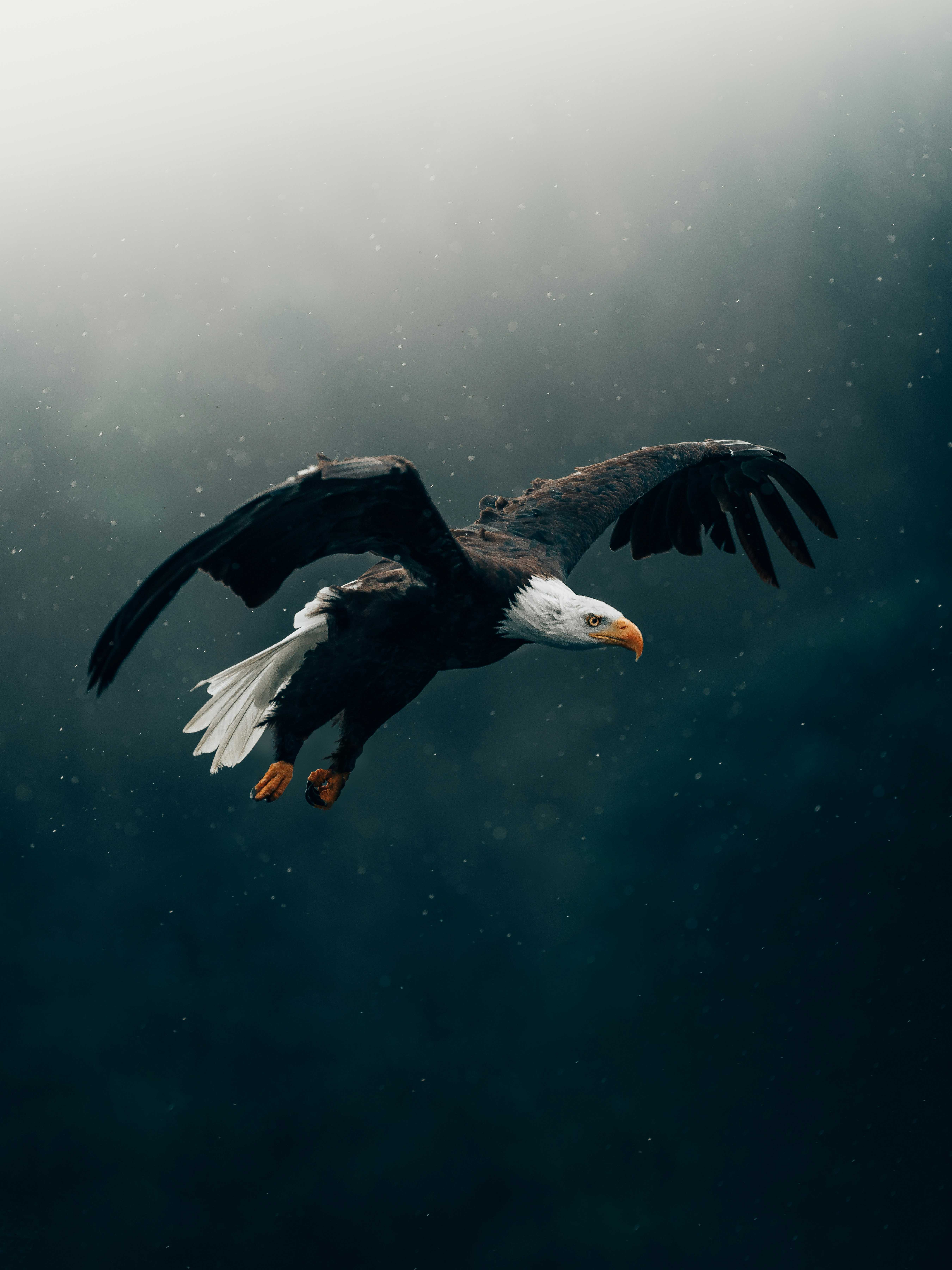 Aigle