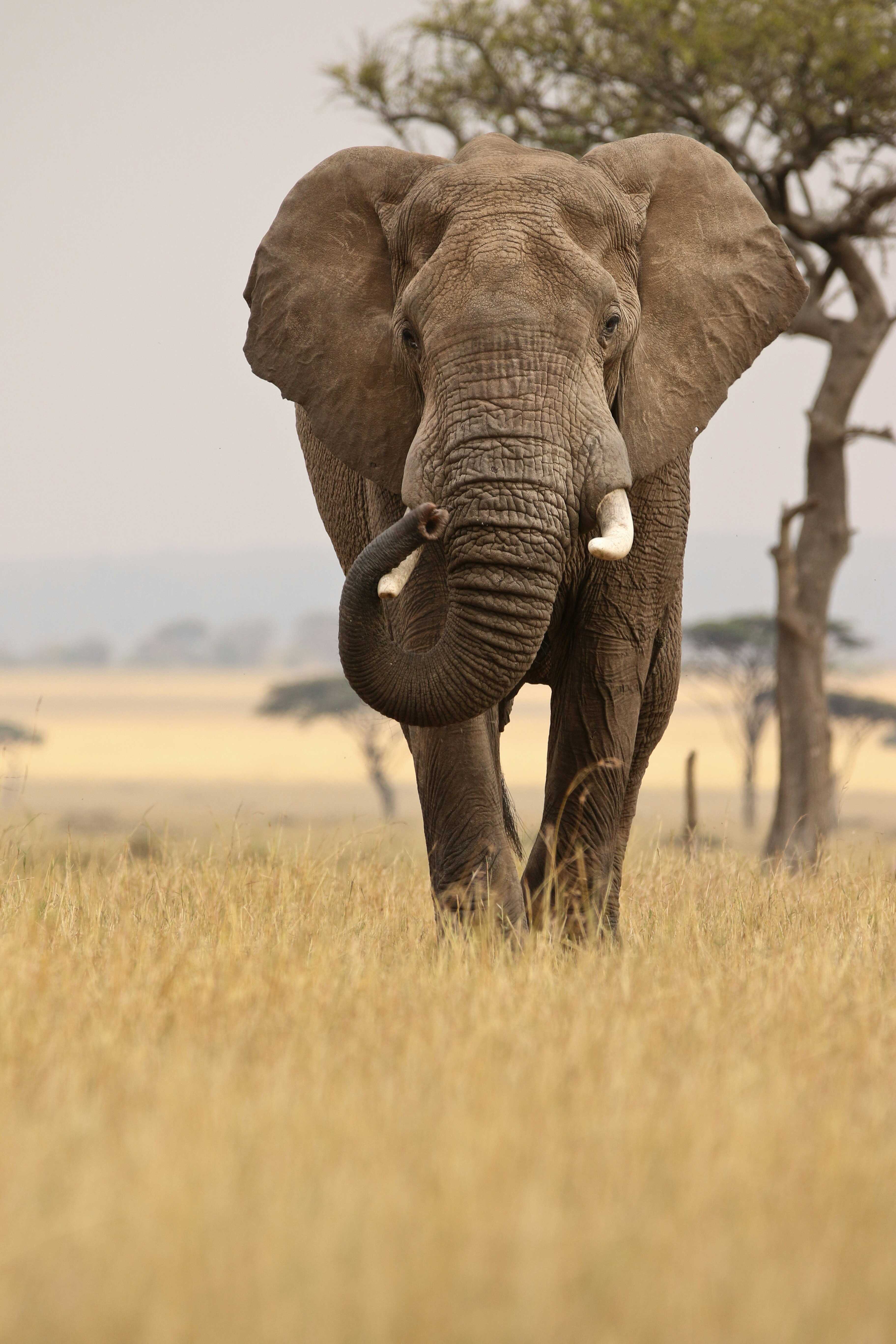 Eléphant