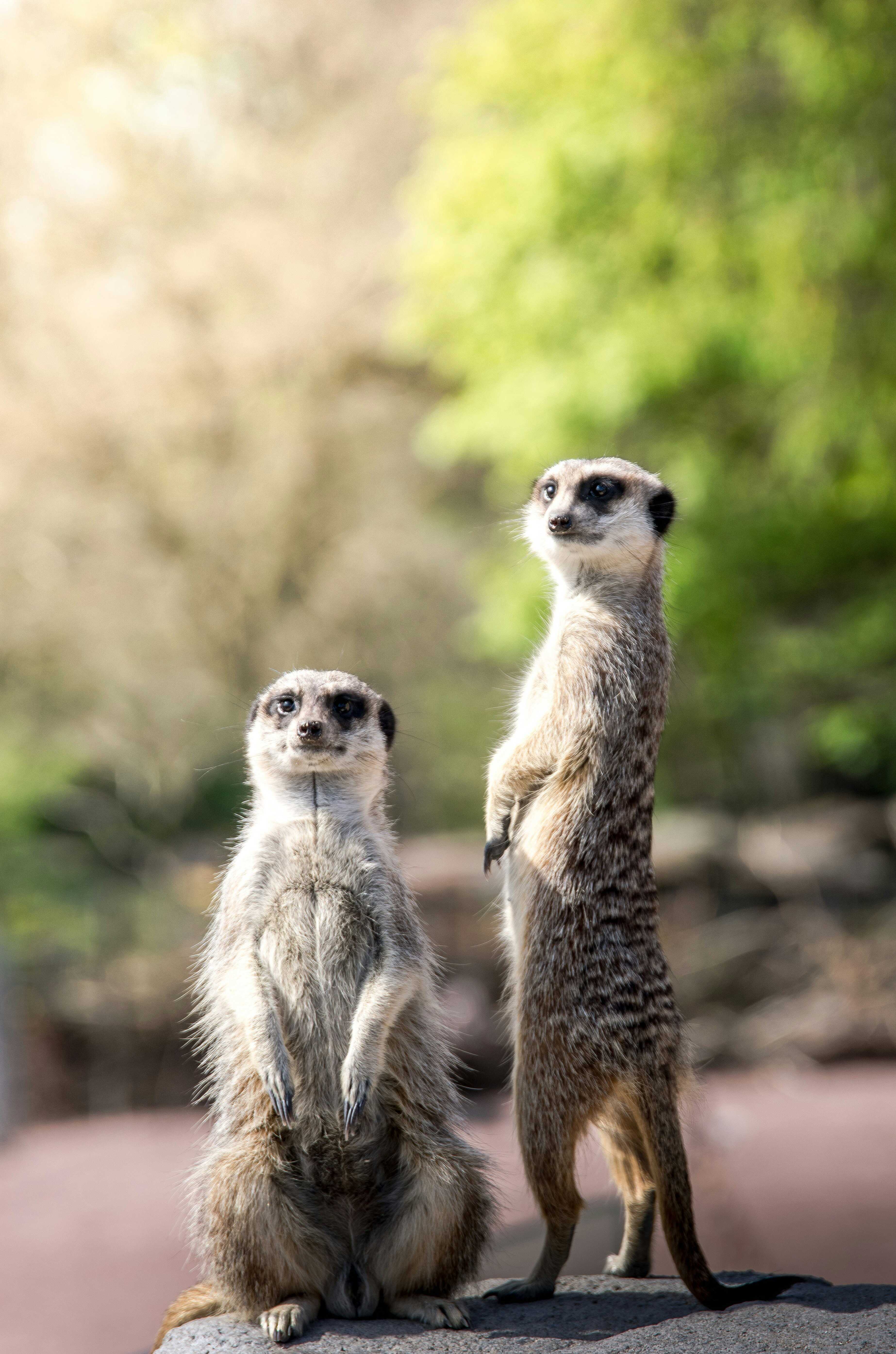 Suricates réactifs